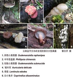 图2+云南金平岭发现的部分大型真菌_wps图片